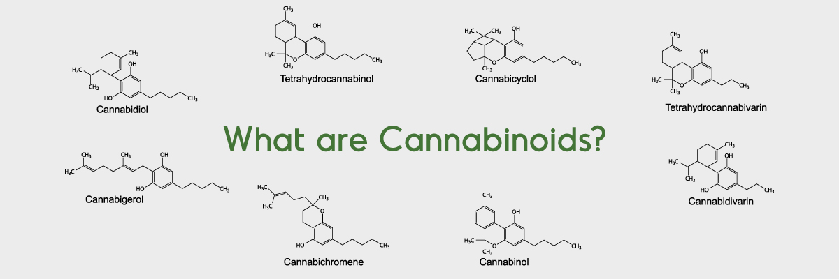 What are cannabinoids?