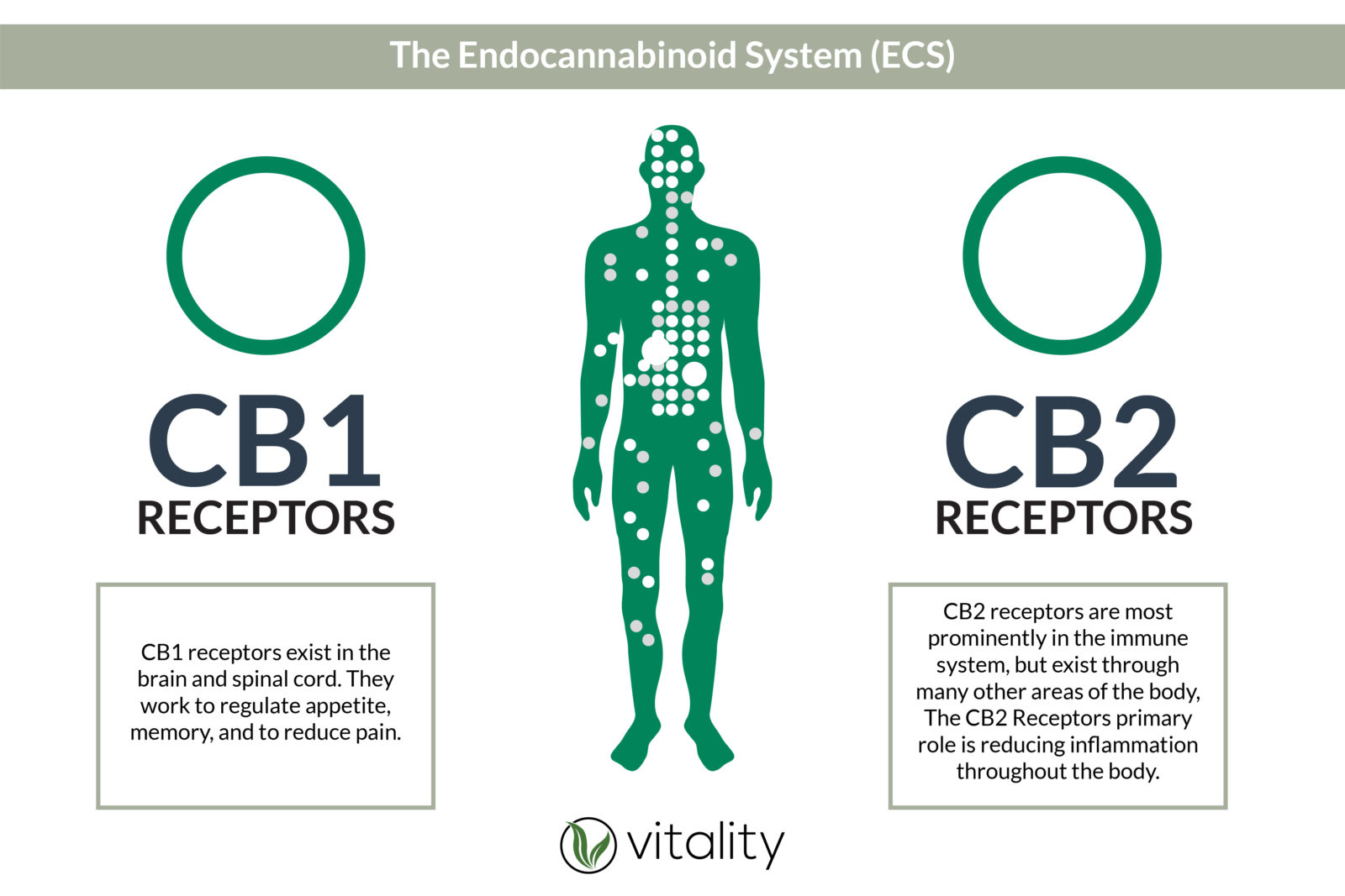 Cb1 and CB2 Receptors in the Endocannabinoid System