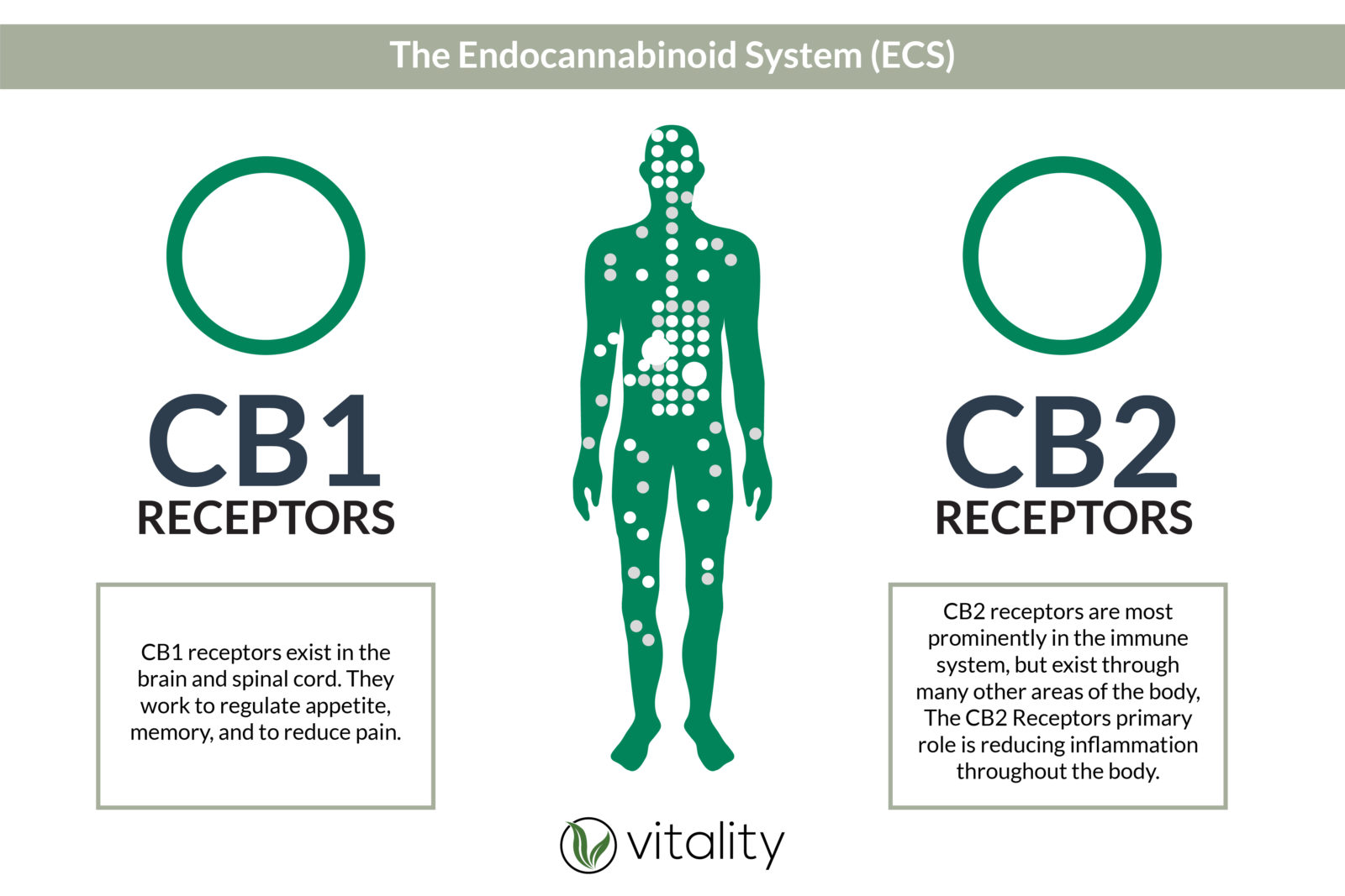 The Endocannabinoid System Infographic Vitality Cbd Inc