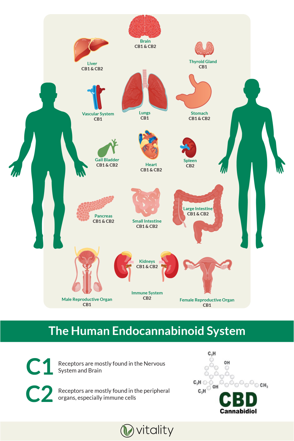 Endocannabinoid System Infographic
