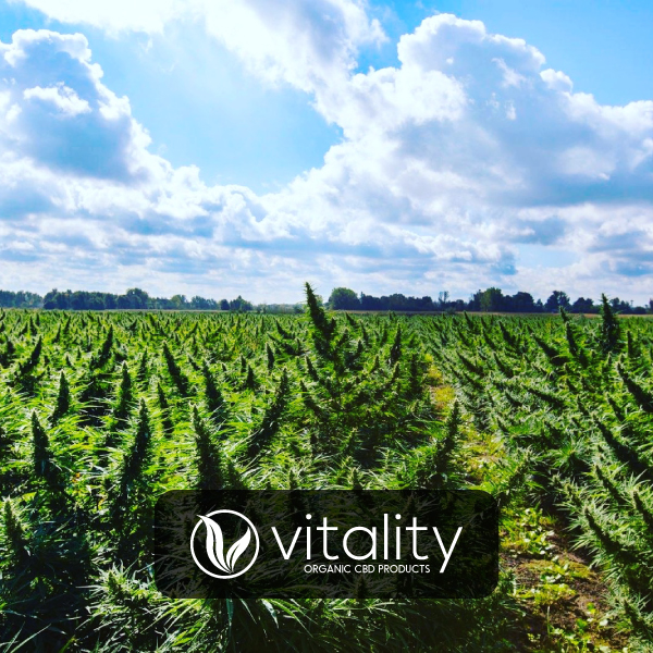 Vitality CBD Industrial Hemp Field