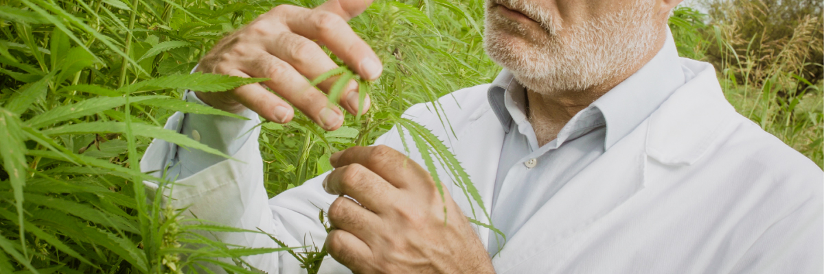Why Care About USDA Certified Organic CBD Oil?