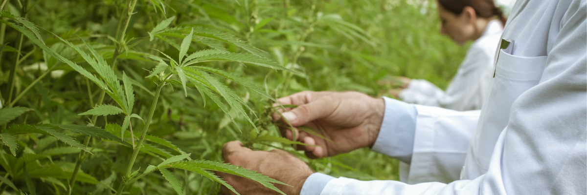 Why Care About USDA Certified Organic CBD Oil?