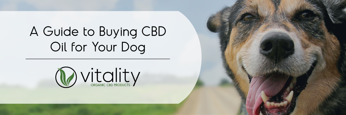 Buying CBD Oil for Your Dog | A Guide | Vitality CBD