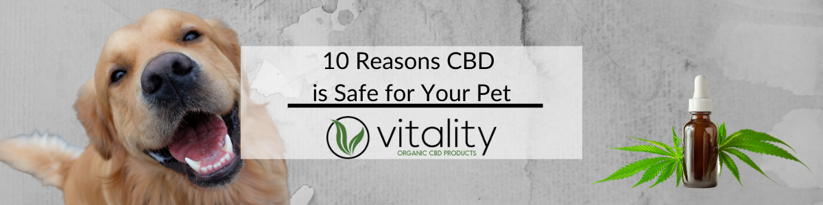 10 reasons CBD is Safe for Your Pet