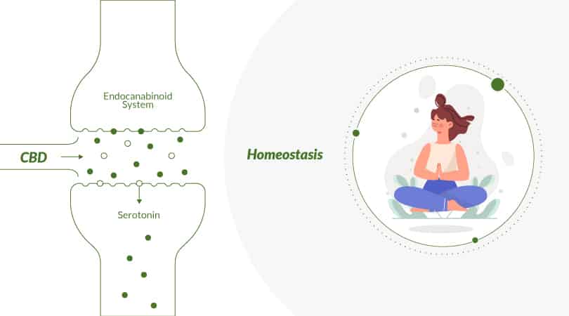 how cbd leads to homeostasis
