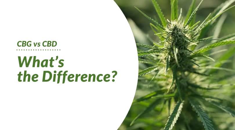 the difference between CBG and CBD