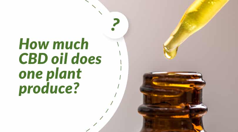 How much CBD oil does one plant produce?