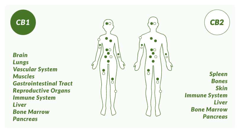 CB1 and CB2 receptors on human body