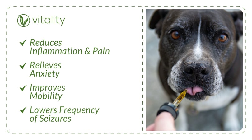 List of benefits of CBD for dogs