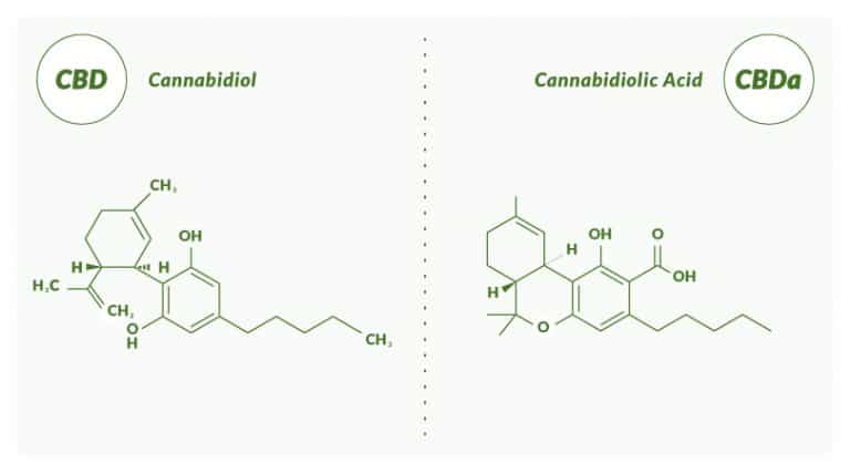 CBD vs. CBDA: What’s The Difference? | Vitality CBD