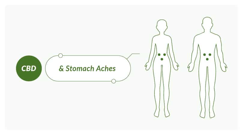 How CBD interacts with the body to alleviate stomach aches