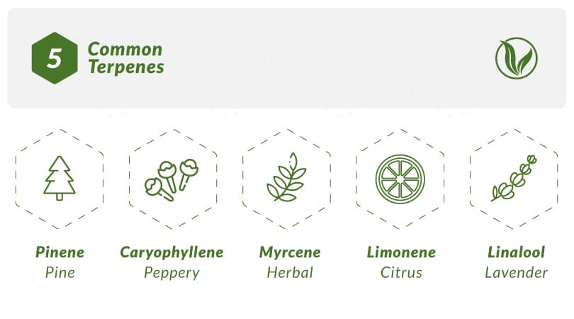 List of 5 common terpenes