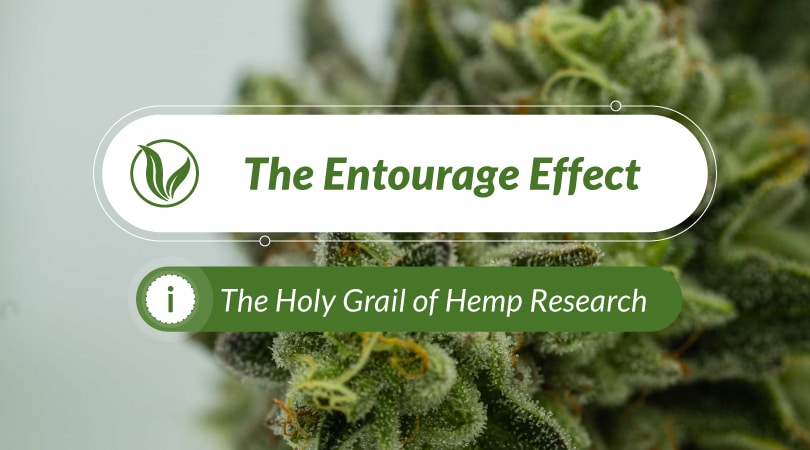 The Entourage Effect: The Holy Grail of Hemp Research