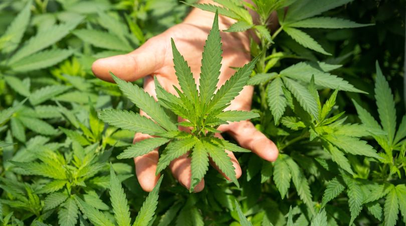 Hand grabbing a hemp plant