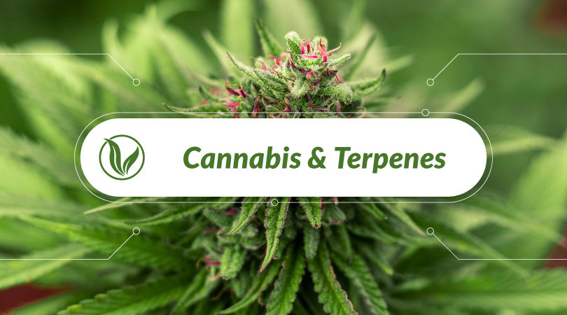 Cannabis & Terpenes