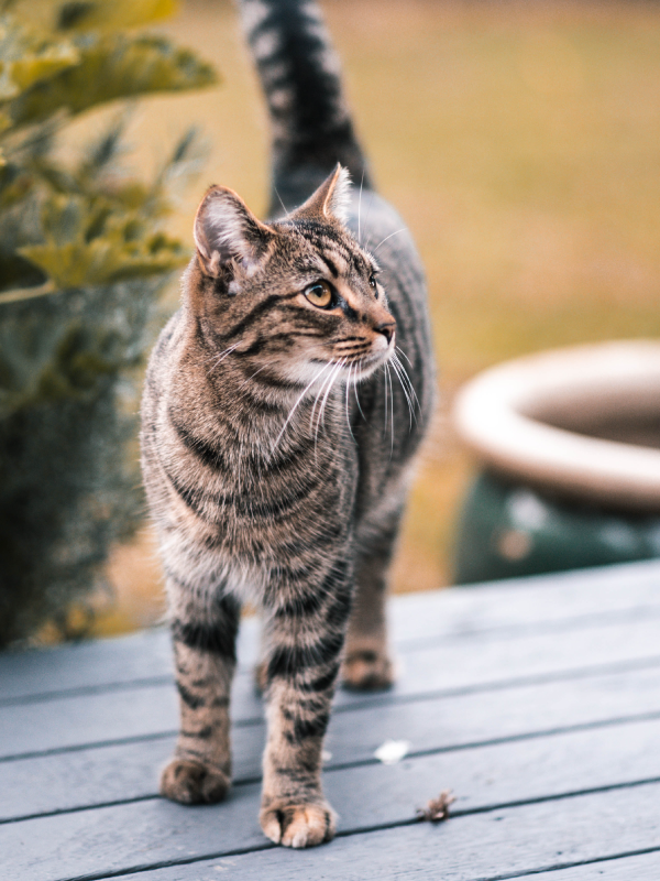 Cat walking calmly on a table.