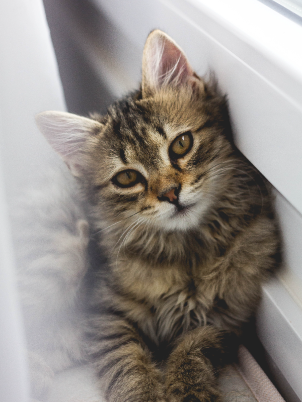 Relaxed cat lying against a cabinet. 