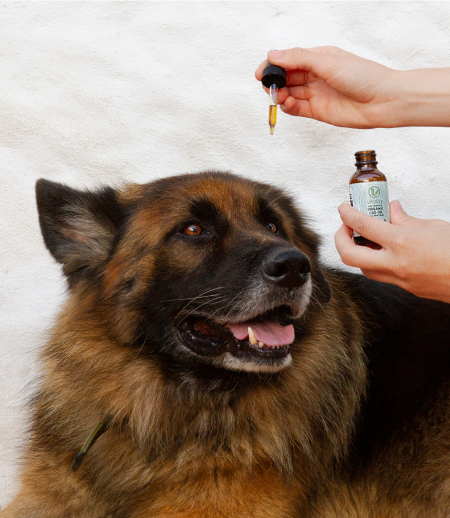 Dog looking at a full CBD oil dropper.