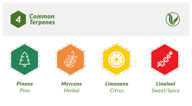 4 common terpenes in cannabis: pinene, myrcene, limonene, linalool