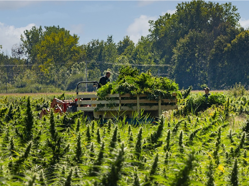 Hemp crop from where we extract our CBD oil.
