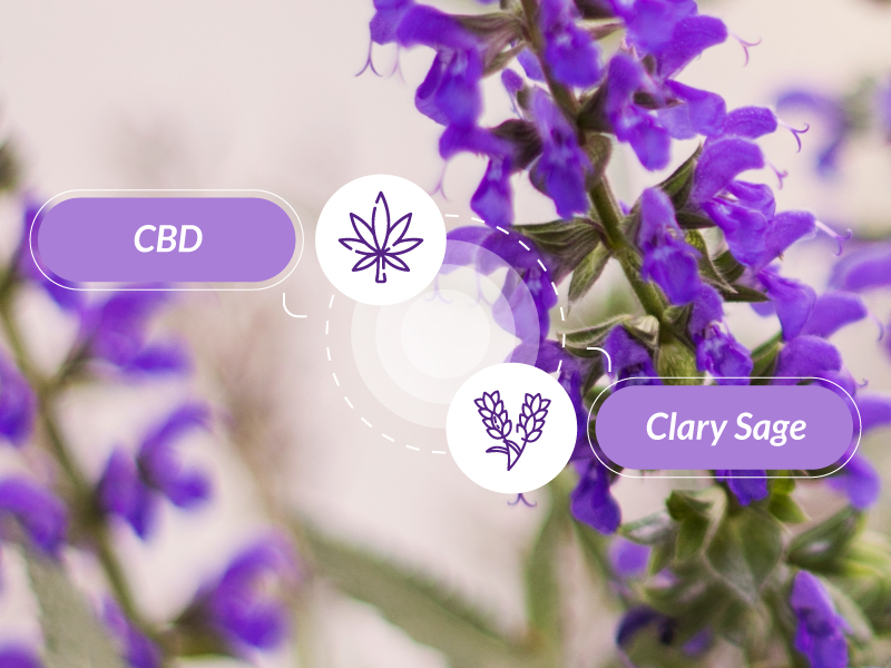Clary sage in the background with the texts "CBD" and "clary sage" juxtaposed to each other.