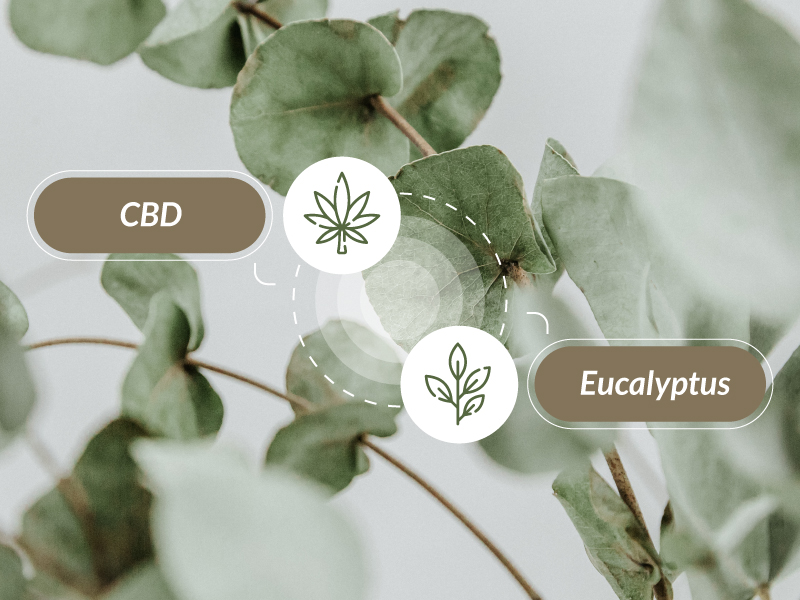 Eucalyptus plant juxtaposed to the text "CBD".