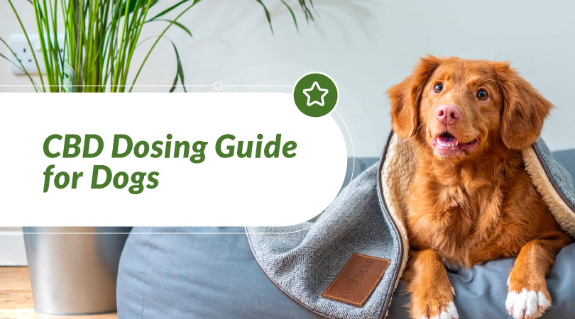 CBD Dosing Guide for Dogs