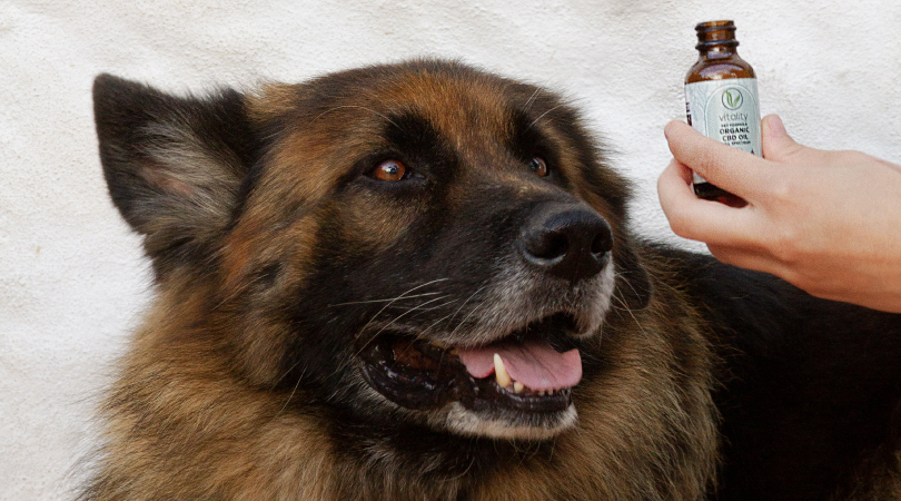 Dog looking at a bottle of CBD oil for pets.