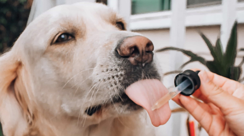 Dog licking a dropper full of CBD oil.