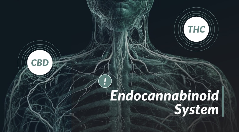 Upper part of human body with CBD and THC juxtaposed to each other and the title Endocannabinoid system at the bottom.