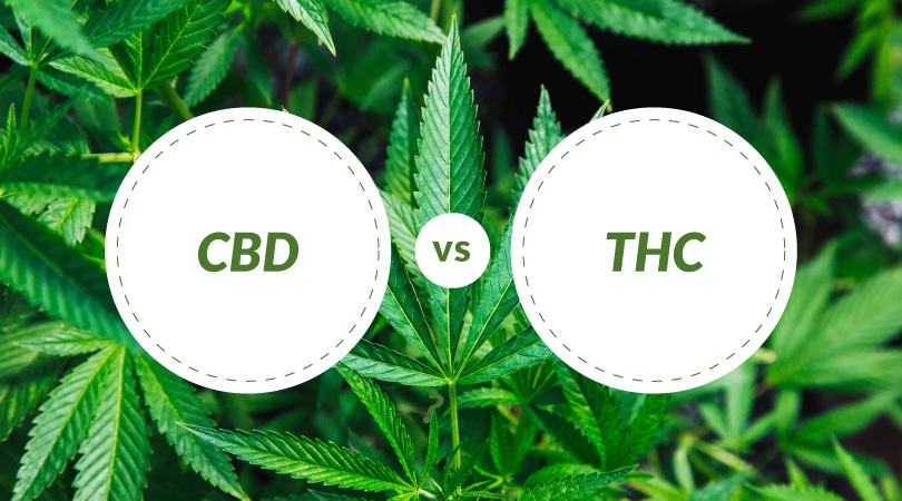 CBD vs. THC