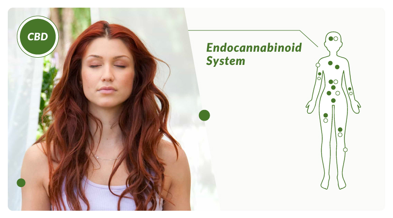 Relaxed woman juxtaposed to figure of human body depicting the endocannabinoid system.