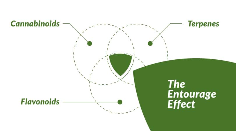 Venn diagram with terpenes, cannabinoids, and flavonoids, with the entourage effect in the middle, where they all meet.