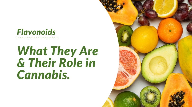 Flavonoids: What They Are and Their Role in Cannabis.