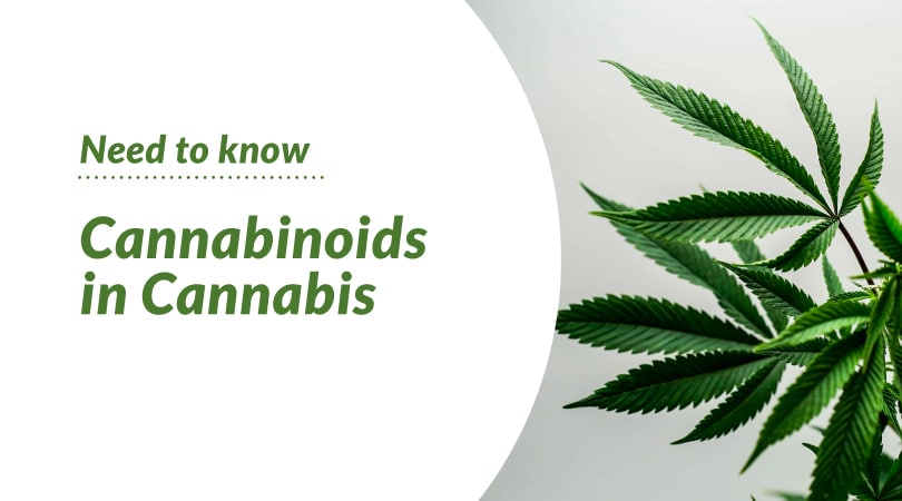 Cannabinoids in Cannabis: What You Need to Know.