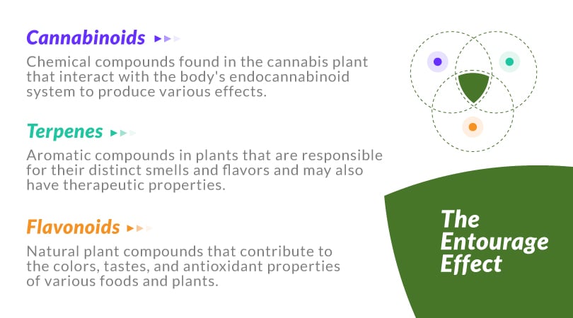 The 3 main compounds in the entourage effect (cannabinoids, terpenes, flavonoids) with a short definition next to each.
