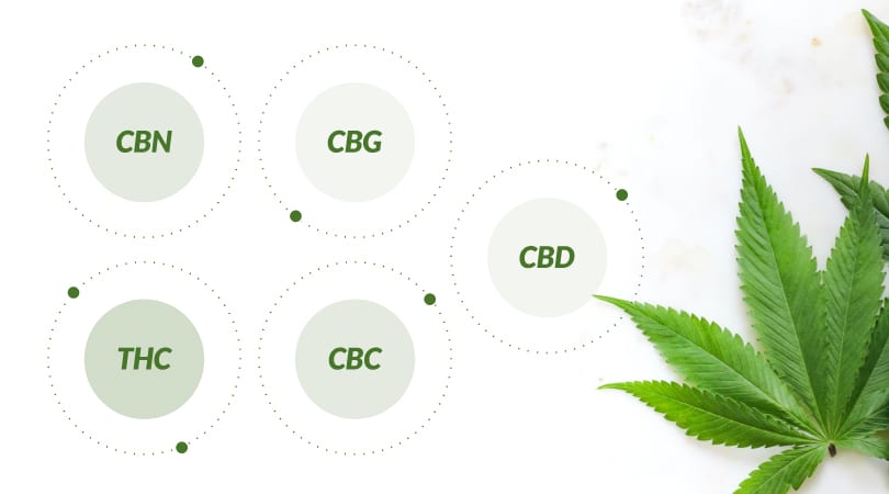 Hemp leaf with some of the main cannabinoids found in it, listed next to it: THC, CBN, CBG, CBC, CBD.
