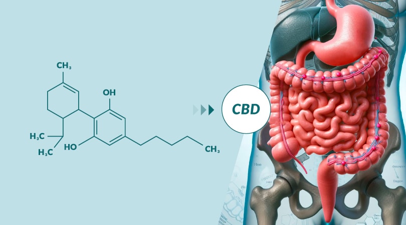 CBD's chemical structure juxtaposed to intestine.