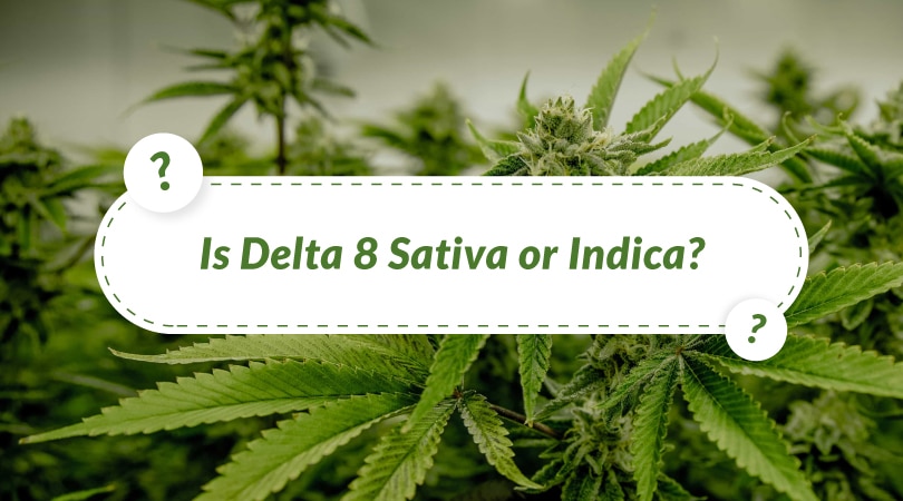 Featured image for “Is Delta 8 Sativa or Indica? Is it Energizing or Relaxing? ”
