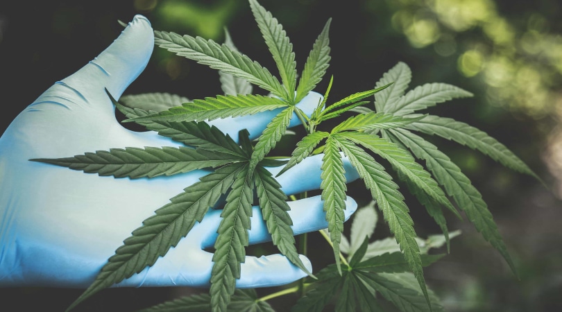Hand holding a cannabis sativa plant.