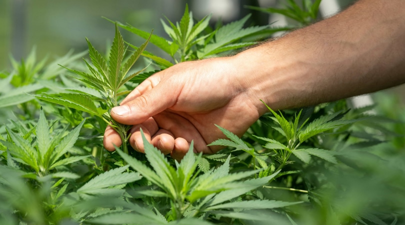 Hand grabbing a hemp plant in the middle of a hemp crop.