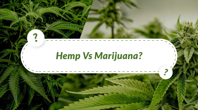 Featured image for “Hemp vs Marijuana Difference”
