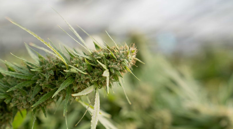 Close up of marijuana nug.