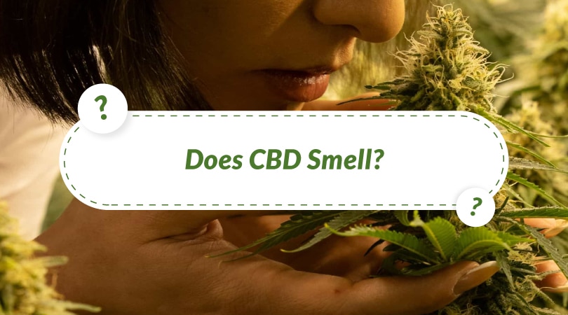 Featured image for “Does CBD Smell? Exploring What CBD Oil Really Smells Like”