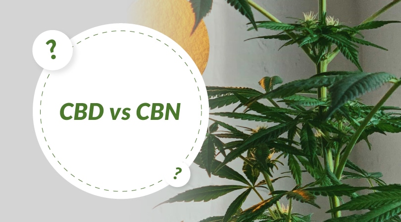 CBD vs. CBN