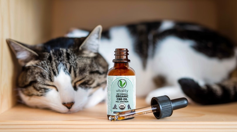 Cat sleeping on the floor with an open container of Vitality CBD oil for pets next to him.