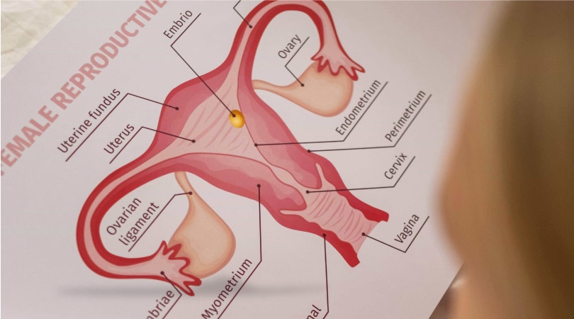 Female reproductive system.