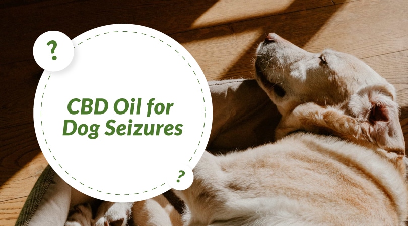 Featured image for “CBD Oil for Dog Seizures: Can it Help My Pet?”