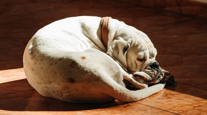 Dog sleeping peacefully after taking CBD.